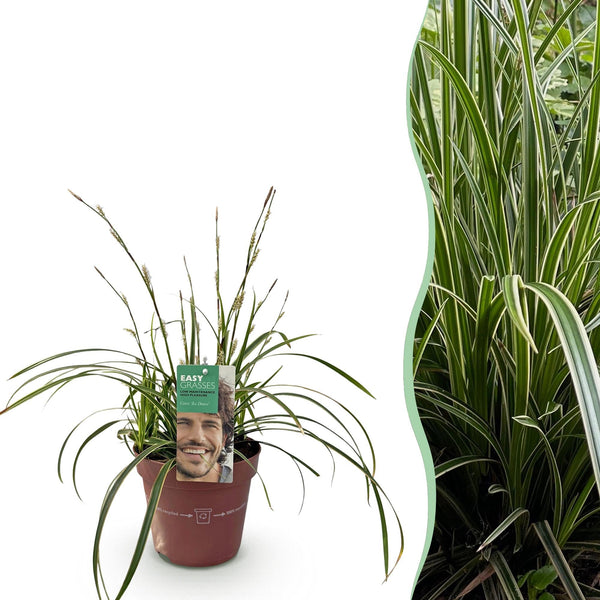 Japan-Segge ‚Ice Dance' – Carex morrowii