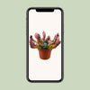Schlauchpflanze ‚Scarlet Belle' – Sarracenia – Ansicht 3