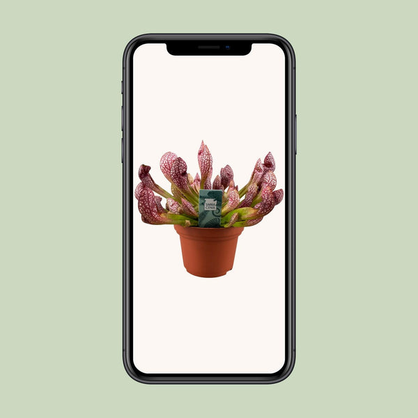 Schlauchpflanze ‚Scarlet Belle' – Sarracenia – Ansicht 3