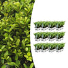 Japanische Stechpalme ‚Jenny' – Ilex crenata