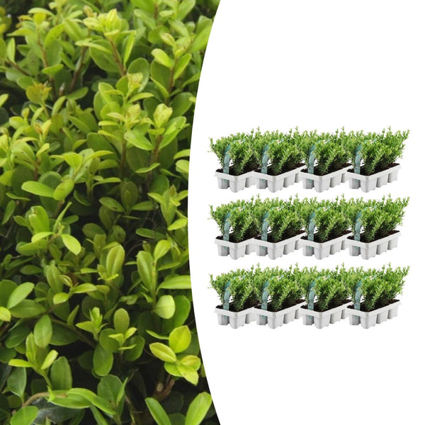 Japanische Stechpalme ‚Jenny' – Ilex crenata