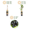 Schwarze Johannisbeere ‚Ben Nevis' – Ribes nigrum – Ansicht 4