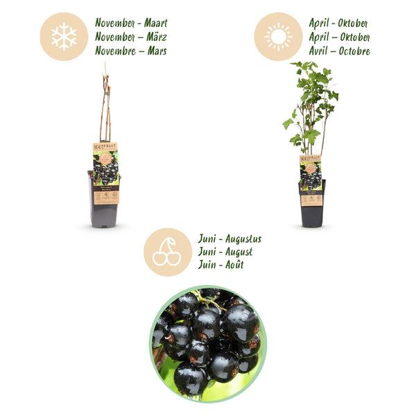 Schwarze Johannisbeere ‚Ben Nevis' – Ribes nigrum – Ansicht 4