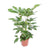 Strahlenaralie ‚Amate' – Schefflera actinophylla