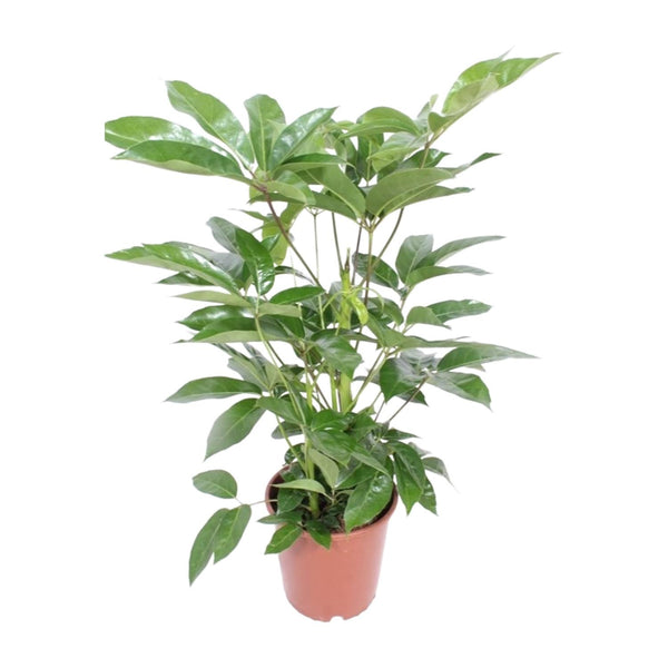 Strahlenaralie ‚Amate' – Schefflera actinophylla
