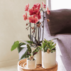 Schmetterlingsorchidee ‚Niagara Fall Narbonne' – Phalaenopsis – Ansicht 3