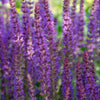 Steppensalbei ‚Ostfriesland' – Salvia nemorosa – Ansicht 5