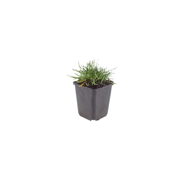 Grasnelke ‚Splendens' – Armeria maritima – Ansicht 2
