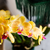 Schmetterlingsorchidee ‚Blossom Lima' – Phalaenopsis – Ansicht 7