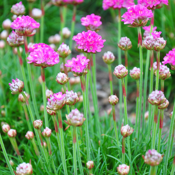 Grasnelke ‚Splendens' – Armeria maritima – Ansicht 7