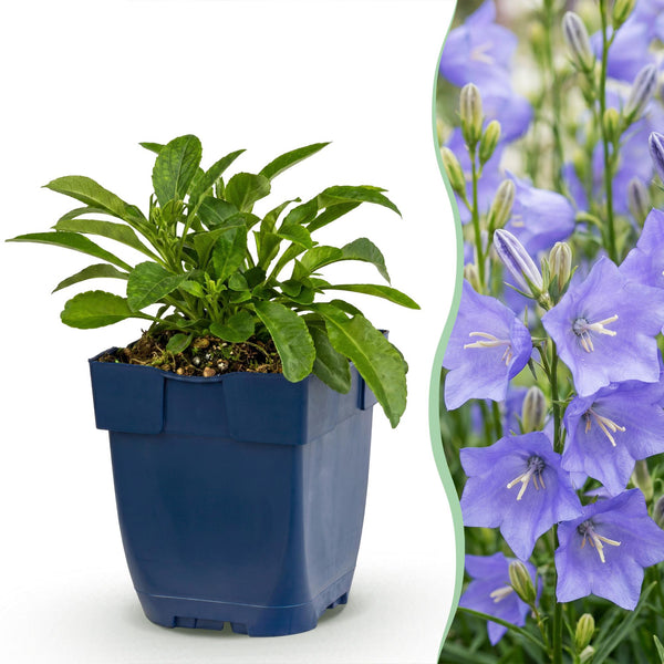 Pfirsichblättrige Glockenblume – Campanula persicifolia – Ansicht 2