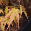 Fächerahorn ‚Katsura' – Acer palmatum – Ansicht 4