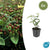 Johanniskraut – Hypericum inodorum – 6 Stück