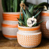 Haworthia limifolia – Ansicht 7