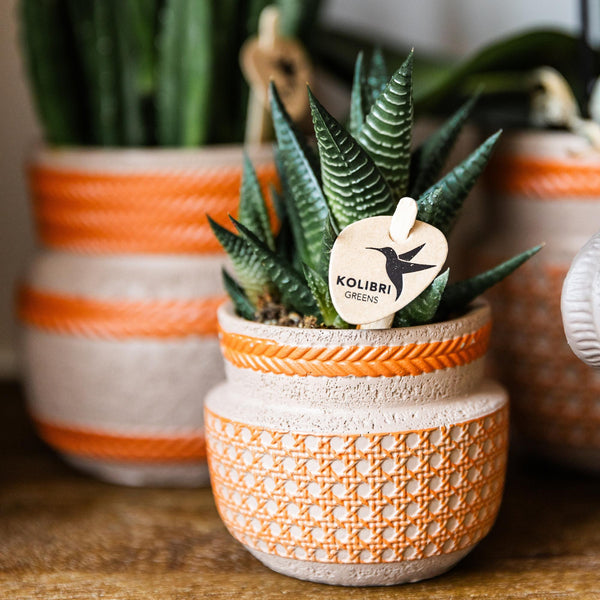 Haworthia limifolia – Ansicht 7