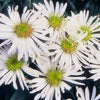 Ageratum-Aster ‚Ashvi' – Aster ageratoides – Ansicht 5