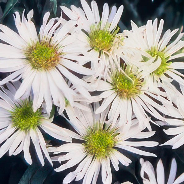 Ageratum-Aster ‚Ashvi' – Aster ageratoides – Ansicht 5