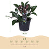 Lenzrose ‚Purple Marble' – Helleborus lividus – Ansicht 3