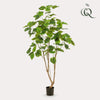 Kunstpflanze Afrikanische Feige (Ficus umbellata)