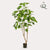 Kunstpflanze Afrikanische Feige (Ficus umbellata)