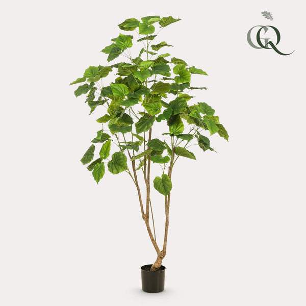 Kunstpflanze Afrikanische Feige (Ficus umbellata)
