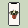 Kriechende Callisie – Callisia repens – Ansicht 4