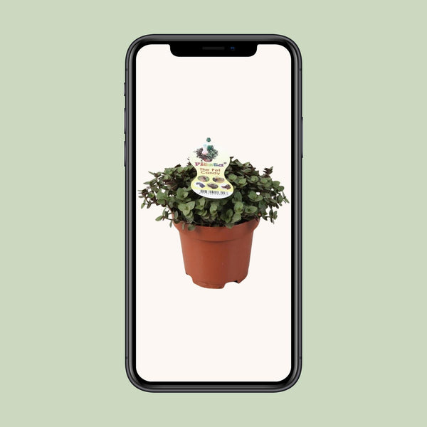 Kriechende Callisie – Callisia repens – Ansicht 4
