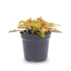 Mosaikpflanze ‚Ruby Lime' – Fittonia albivenis