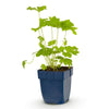 Rittersporn ‚Black Knight' – Delphinium x cultorum – Ansicht 2
