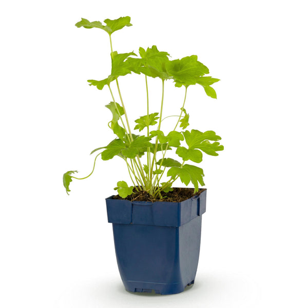 Rittersporn ‚Black Knight' – Delphinium x cultorum – Ansicht 2