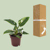 Philodendron erubescens ‚White Princess' – Ansicht 3