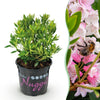 Zwerg-Rhododendron ‚Bloombux Magenta' – Rhododendron – Ø 10,5 cm · 20–25 cm, Hellrosa, 1 Stück