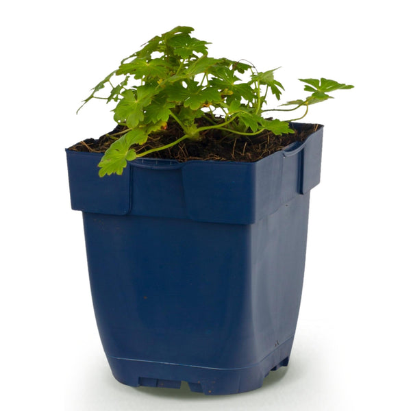 Storchschnabel ‚Spessart' – Geranium macrorrhizum – Ansicht 2