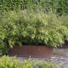 Schirmbambus ‚Black Dragon' – Fargesia nitida – Ansicht 5