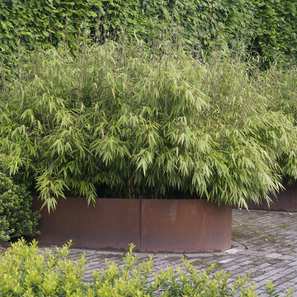 Schirmbambus ‚Black Dragon' – Fargesia nitida – Ansicht 5