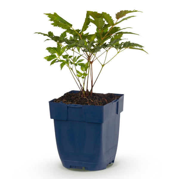 Prachtspiere ‚Fanal' – Astilbe arendsii – 1 Stück