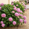 Hortensie – Hydrangea macrophylla