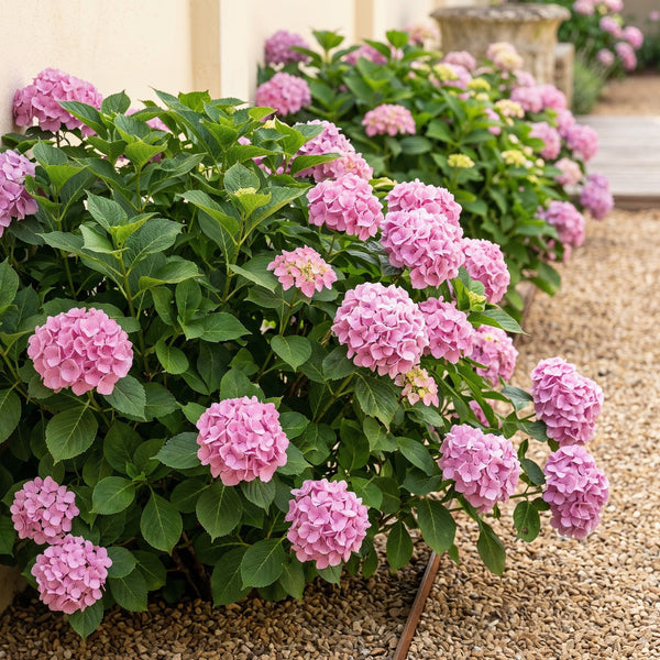 Hortensie – Hydrangea macrophylla