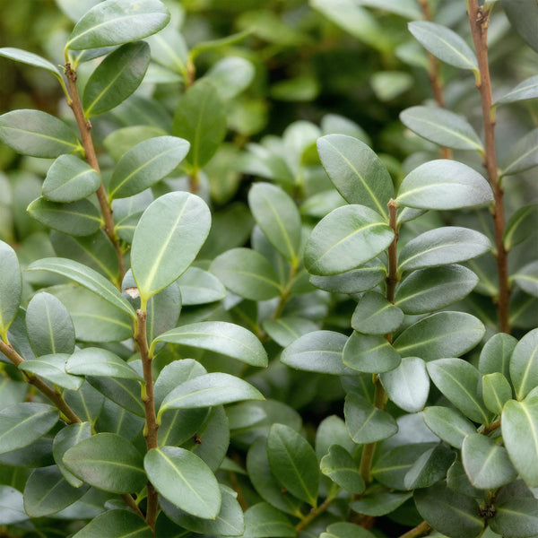 Japanische Stechpalme ‚Caroline Upright' – Ilex crenata – Ansicht 4