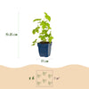 Rittersporn ‚Galahad' – Delphinium x cultorum – Ansicht 3