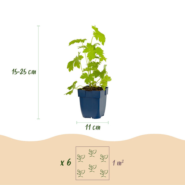 Rittersporn ‚Galahad' – Delphinium x cultorum – Ansicht 3