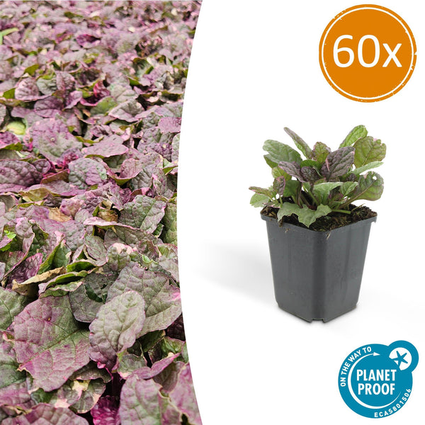 Kriechender Günsel ‚Burgundy Glow' – Ajuga reptans