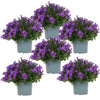 Glockenblume ‚Addenda Ambella' – Campanula