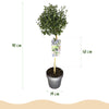 Säckelblume ‚Victoria' Stämmchen – Ceanothus impressus – Ansicht 3