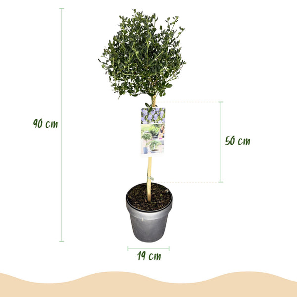 Säckelblume ‚Victoria' Stämmchen – Ceanothus impressus – Ansicht 3