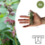 Taubnessel – Lamium