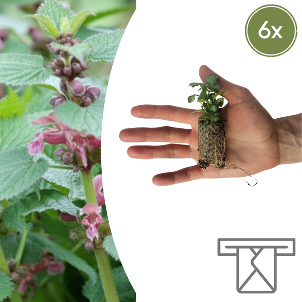 Taubnessel – Lamium