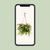 Korallenkaktus ‚Red Coral' – Rhipsalis – Ansicht 4