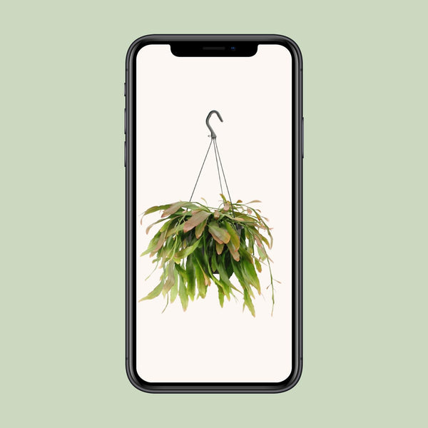Korallenkaktus ‚Red Coral' – Rhipsalis – Ansicht 4