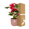 Flamingoblume – Anthurium andreanum – Ansicht 4